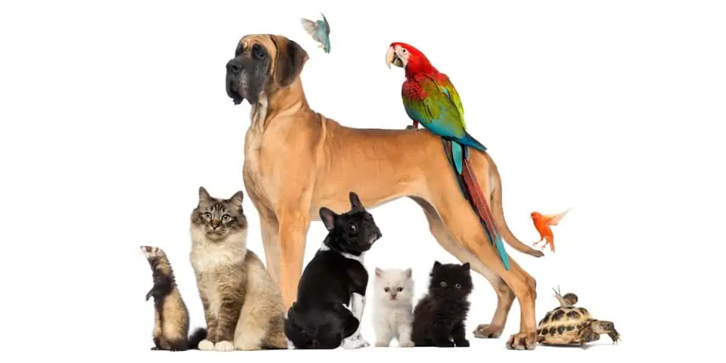 Group of pets - Dog, cat, bird, reptile, rabbit,  and fish
